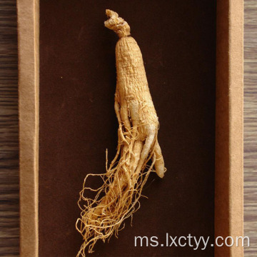 ginseng ekstrak teh kesihatan